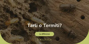 che differenza c'è tra termiti e tarli