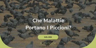 che malattie portano i piccioni