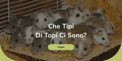 che tipi di topi ci sono