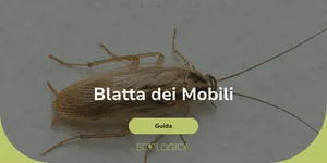 come eliminare la blatta dei mobili