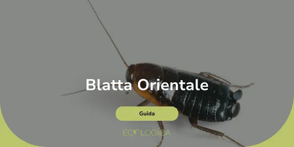 come eliminare la blatta orientale
