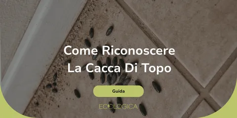 come riconoscere cacca di topo