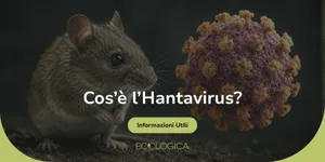cos'è l'hantavirus