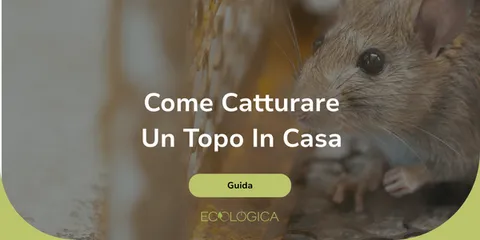 guida su come catturare un topo