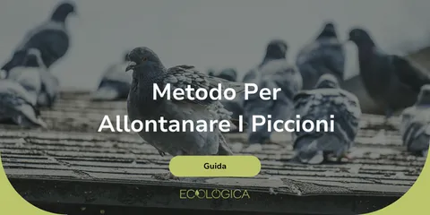 guida su metodo per allontanare i piccioni