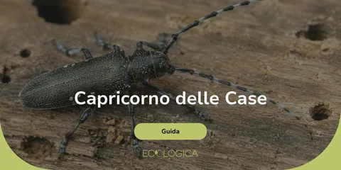 guida sul tarlo capricorno delle case