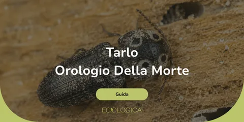 guida sul tarlo orologio della morte