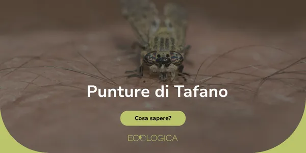 guida sulle punture di tafano
