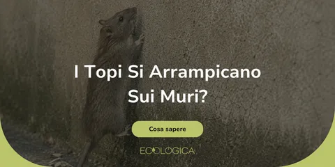 i topi si possono arrampicare