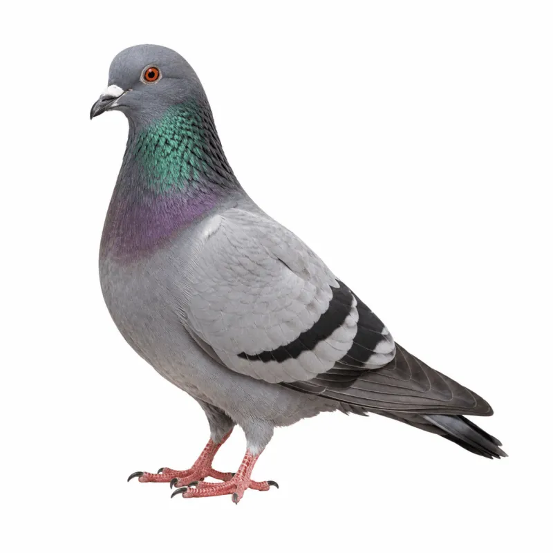 piccione uccello infestante