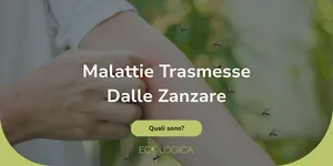 quali malattie possono portare le zanzare