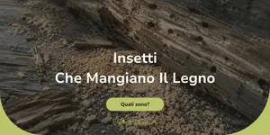 quali sono gli insetti che si nutrono di legno