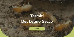 quali sono le termiti che vivono nel legno secco