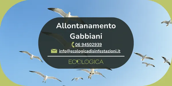servizio allontanamento gabbiani