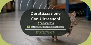 servizio derattizzazione con ultrasuoni