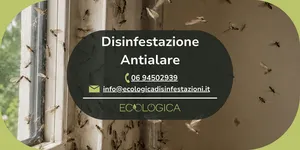 servizio di disinfestazione antialare