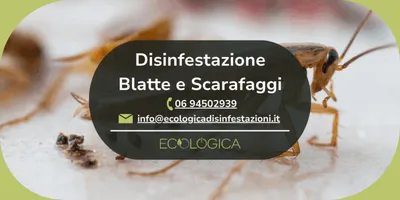 servizio disinfestazione blatte e scarafaggi