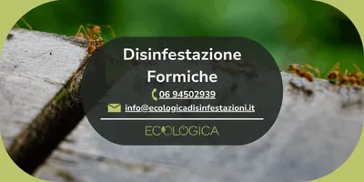 servizio disinfestazione formiche