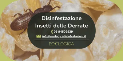 servizio disinfestazione insetti delle derrate alimentari