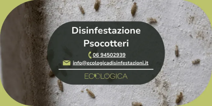 servizio disinfestazione psocotteri