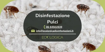 servizio disinfestazione pulci