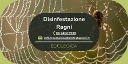 servizio disinfestazione ragni