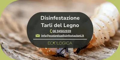 servizio disinfestazione tarli del legno