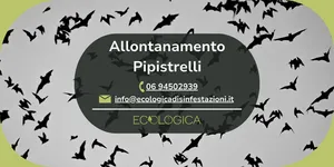 servizio per allontanamento pipistrelli