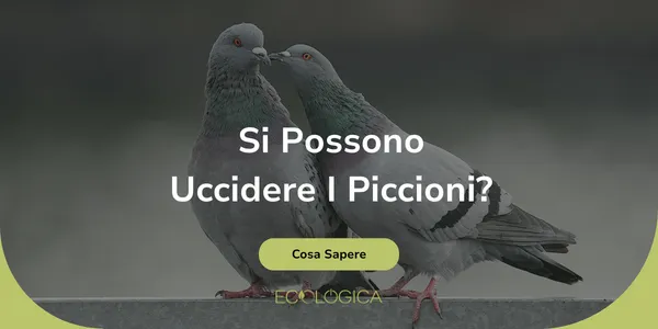 si possono uccideere i piccioni