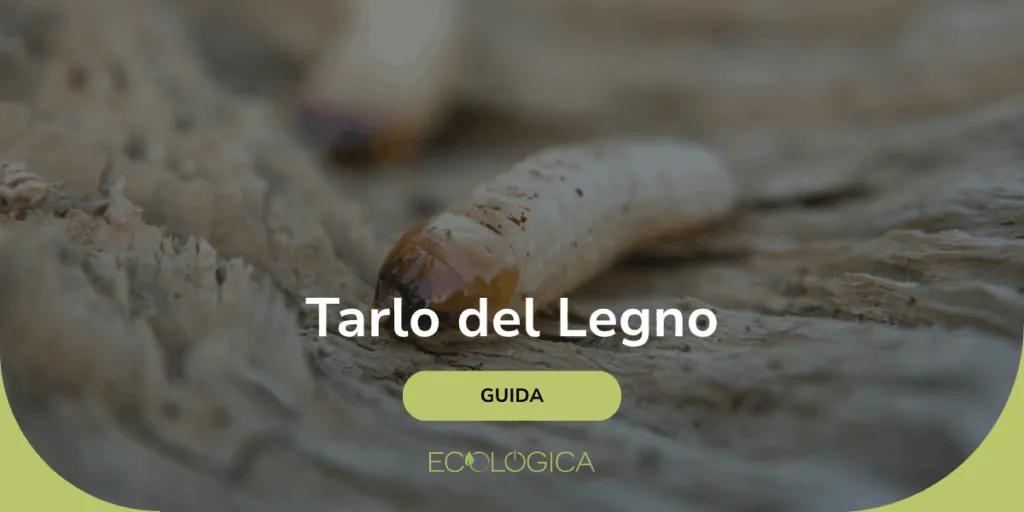 tarlo del legno guida completa