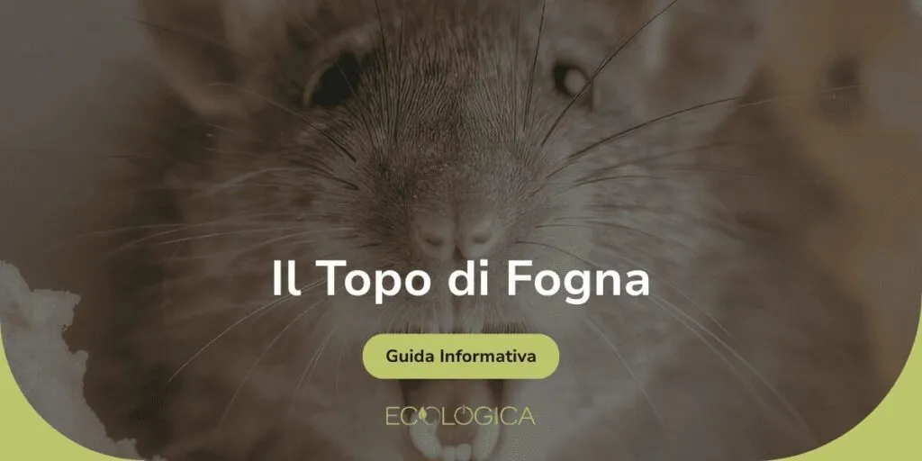 Copertina della guida informativa Ecologica dedicata al Topo di Fogna (Rattus norvegicus), con primo piano di un ratto. Ideale per riconoscere ratti di fogna giganti e pantegane.