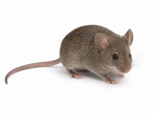 topo domestico